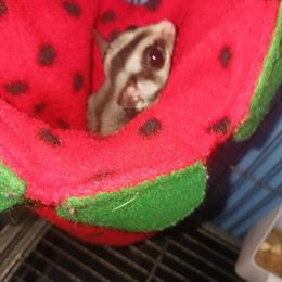 Sugar Gliders for Adoption in Pleasant City, oh