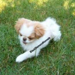 Tiny CKC Japanese Chin Puppies Available in Dothan, al