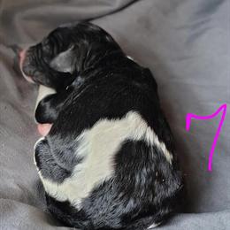 AKC Standard Parti Poodle Polly Ready for New Home in Dover, oh