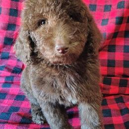 AKC Standard Poodle Hershey Ready for New Home in Dover, oh