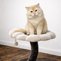 Sweet Male Ragdoll Cat Available for Rehoming in Columbiana, oh