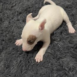 Bull Terriers - Males Available, UTD on Vaccines in McAllen, tx
