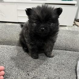 Male Pomeranian Puppy Looking for Forever Home in Sanford, nc