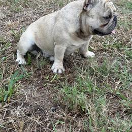 French Bulldog Stud Available for Breeding in Leesburg, fl