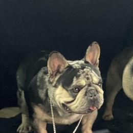 French Bulldog Merle Stud Available in Leesburg, fl