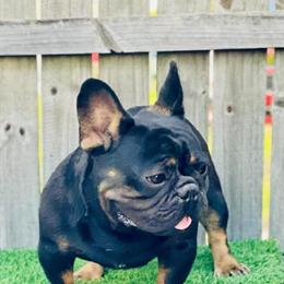 French Bulldog Stud Available in Leesburg, fl