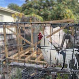 Cockatiels for Sale in Miami, fl