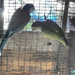 Birds for Sale in Miami, fl