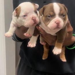 Micro American Bully Puppies for Sale in Paterson, nj