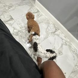 Shih Poo Stud Available in Dearborn Heights, mi