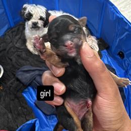 Shih Poo Puppies Available in Dearborn Heights, mi