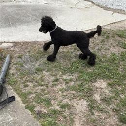 Poodle for Adoption - 9 Month Old Female in Temple, ga