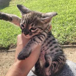 Silver Savannah Kittens for Sale in Los Angeles, ca