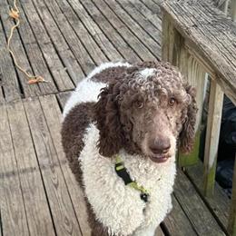 Poodle - Female, 1.5 Years Old in Barberton, oh