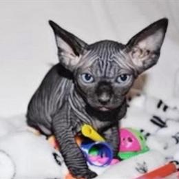 Beautiful Male Sphynx Kitten Available for Adoption in Miami, fl