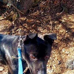 Cane Corso/Rotti Mix Female Puppy for Adoption in Willingboro, nj