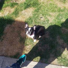 1-Year-Old Female French Bulldog Fluffy Carrier in Willingboro, nj