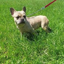 Female Lilac Merle for Adoption in Willingboro, nj