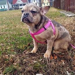 Female Lilac Tri French Bulldog Available in Willingboro, nj
