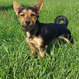Yorkshire Terrier and King Charles Cavalier Cross in Willingboro, nj