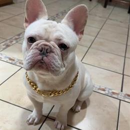 Platinum French Bulldog Available for Stud - AKC Registered in Toledo, oh
