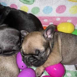 French Bulldog Puppies Available in Youngstown, oh