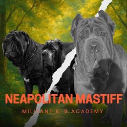 Neapolitan Mastiff Puppies Available Soon in South Holland, il