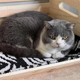 Scottish Fold Kittens - 2 Female Kittens Available in Richmond, va