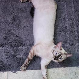 Bengal cat Pearl available for adoption in Saint Augustine, fl