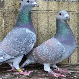 German Rubella Young Birds for Sale in Murfreesboro, tn