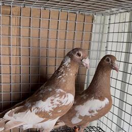 Homer Pigeons for Sale in Murfreesboro, TN in Murfreesboro, tn