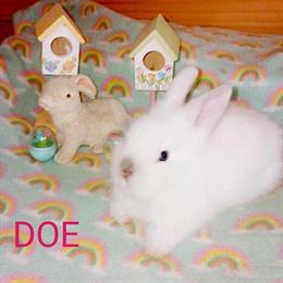 Lion Head Bunnies Ready for New Homes in Pleasant City, oh