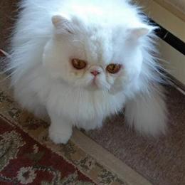 Beautiful Persian Cats Available in Revere, ma