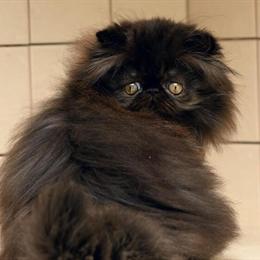 Beautiful Persian Kitten Available in Revere, ma