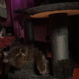 Beautiful Persian Girl and Exotic Male Cat for Adoption in Revere, ma