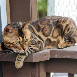 Bengal Cat Stud Service - TICA Registered Proven Breeder in Saint Augustine, fl