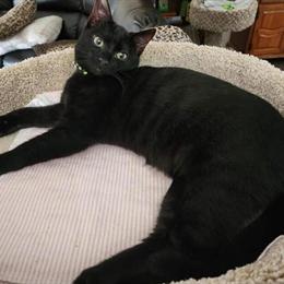 Black Melanistic Bengal Cat Available for Adoption in Saint Augustine, fl