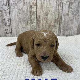 Goldendoodle Puppies Available for Forever Homes in Cincinnati, oh