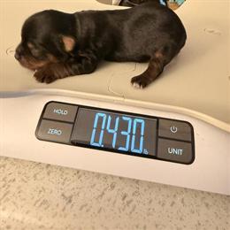 Yorkshire Terriers Available - 1 Female & 2 Males Ready Soon in Houston, tx