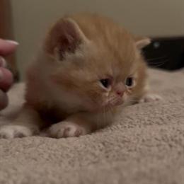 Exotic Shorthair Kittens Available for Deposit in Circleville, oh