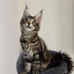Female Maine Coon Kittens Ready for Adoption in Bristow, va