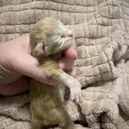 Maine Coon Kittens Ready for Adoption Now in Bristow, va