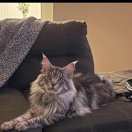 Maine Coon Kittens Available in Bristow, va