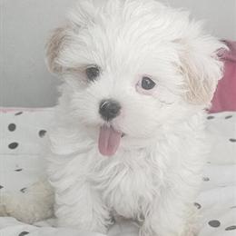 Adorable Tobu - Sweet Non-Shedding Puppy Ready for a New Home in Conway, sc