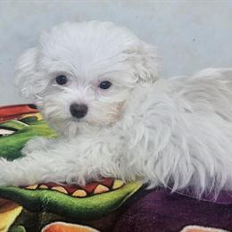 Maltese Puppy Available Now in Conway, sc