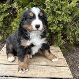 Bernese Mountain Dog puppies available, AKC registered and vet checked in Goshen, in