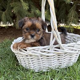 Shorkie puppies available for adoption in Goshen, in