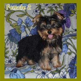 Yorkshire Terrier Puppies Available in Knoxville, tn