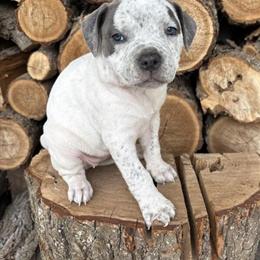 American Bulldog Puppies Available in Goshen, in