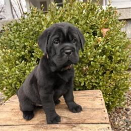 Adorable Shar-pei puppies ready for new homes in Goshen, in